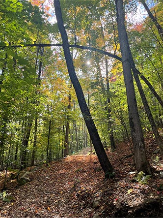 Sentier majestique et ensoleillé dans la forêt laurentienne